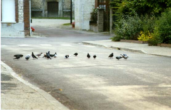 turny-pigeon1.jpg (32682 bytes)