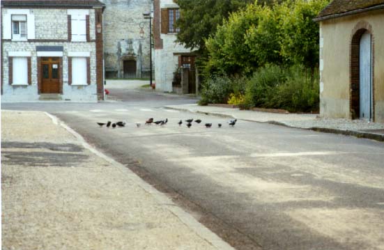 turny-pigeons2000jpg.JPG (38348 bytes)